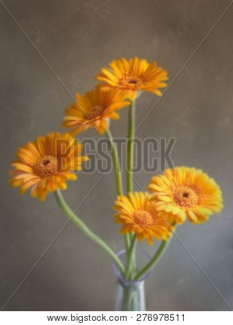 Orange Gerbera Daisies In Glass Vase With Grey Background.