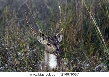 Portrait Of Young Male Chital Or Cheetal (axis Axis), Also Known As Spotted Deer Or Axis Deer - Jim 