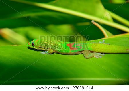 Closeup Of The Gold Dust Day Gecko On A Leaf In Hawaii