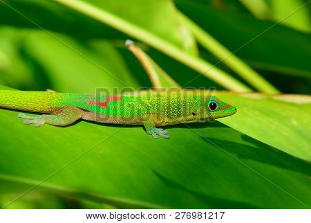 Closeup Of The Gold Dust Day Gecko On A Leaf In Hawaii