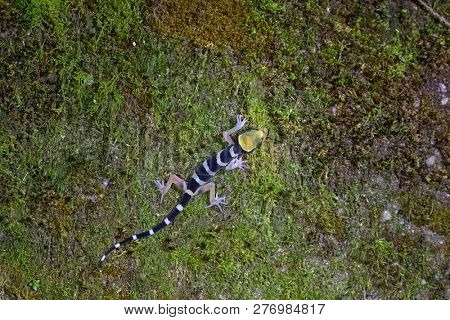 Malayan Forest Gecko, Banded bent-toed gecko climbing on moss at night in Malaysia (Cyrtodactylus pulchellus)
