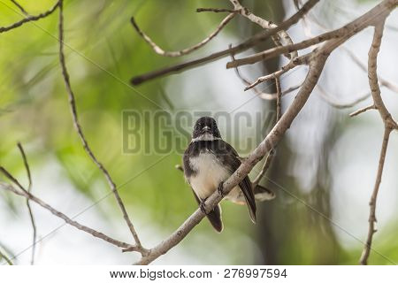 Bird (malaysian Pied Fantail) In A Nature Wild