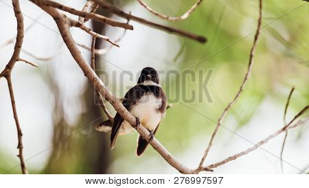 Bird (malaysian Pied Fantail) In A Nature Wild