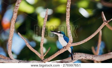 Bird (white-collared Kingfisher) In A Nature Wild