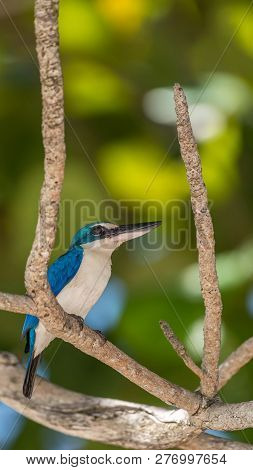 Bird (white-collared Kingfisher) In A Nature Wild
