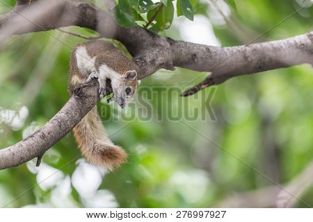 Squirrel Is Mammal Animal And Member Of The Family Sciuridae Brown Color On A Tree In The Nature Wil