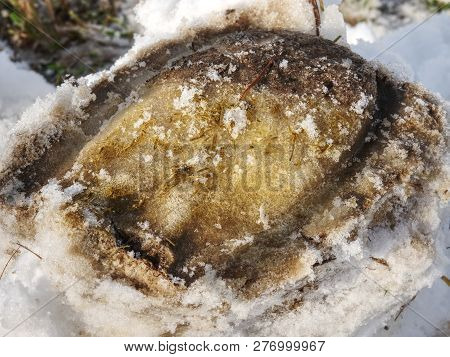 Frozen Shod Hoof Footprint In Fresh Wet Snow. Meadow At Farm.
