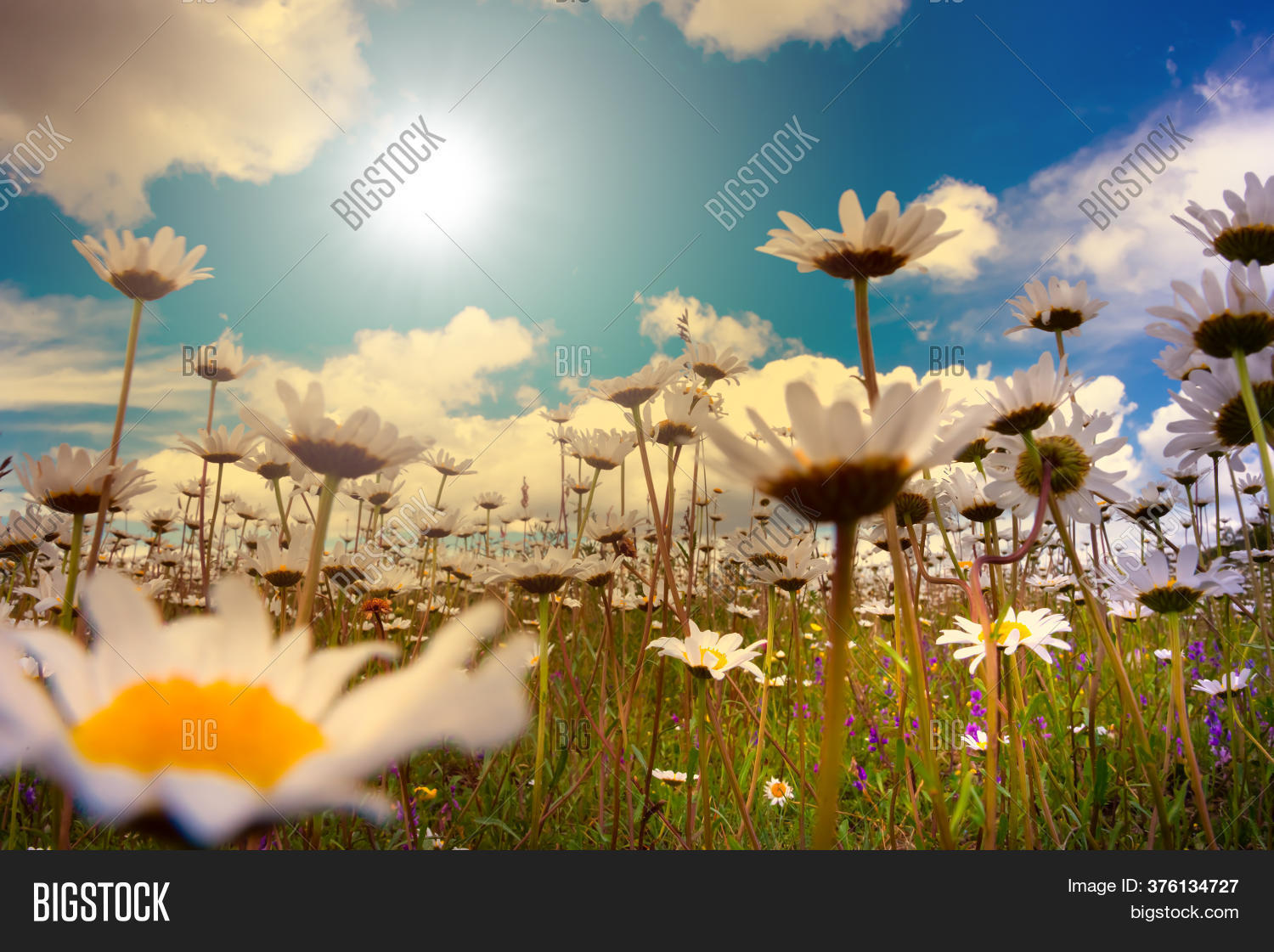 Field Daisies Sunlight Image & Photo (Free Trial) Bigstock