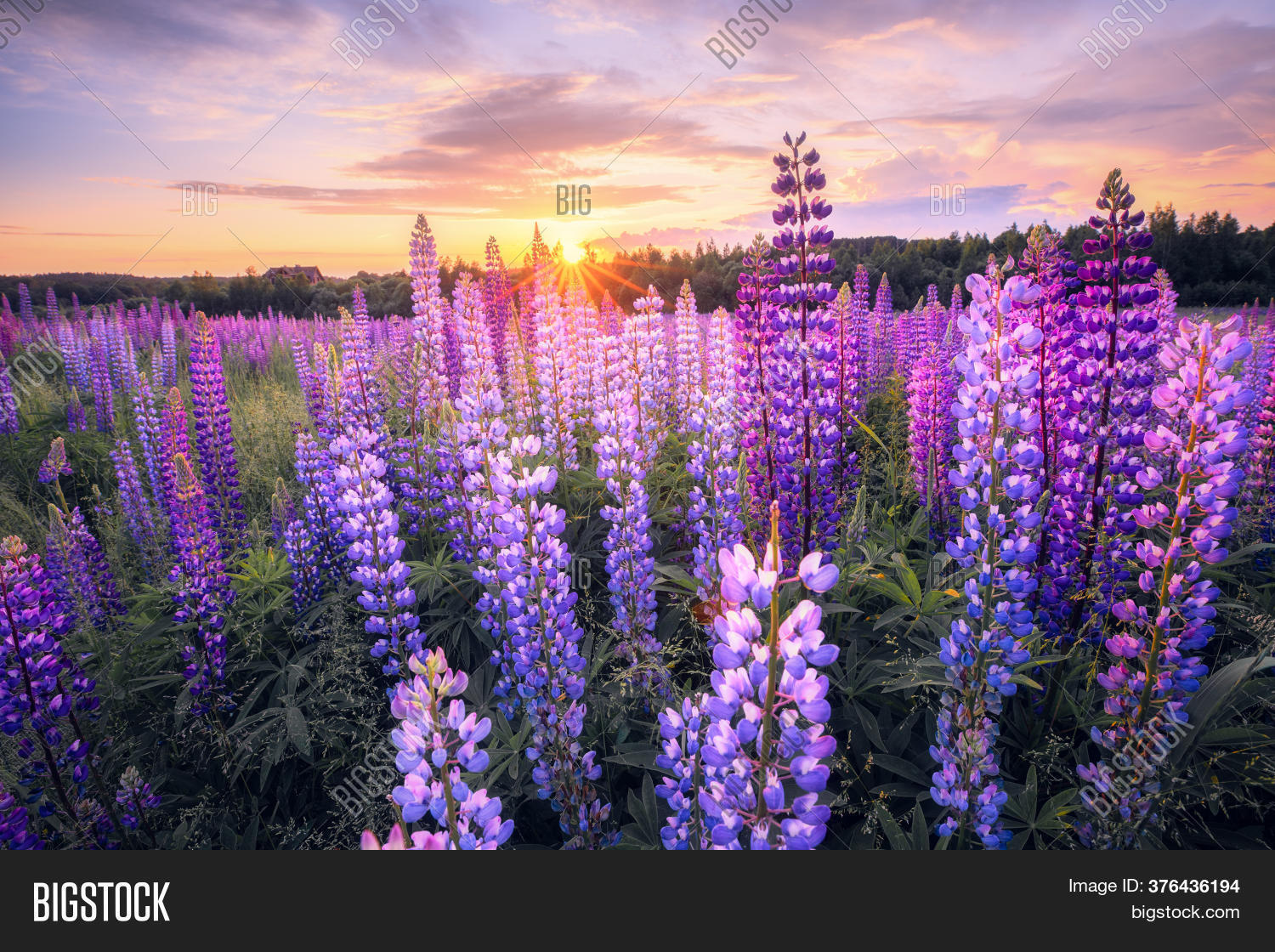 Summer Landscape Image & Photo (Free Trial) Bigstock