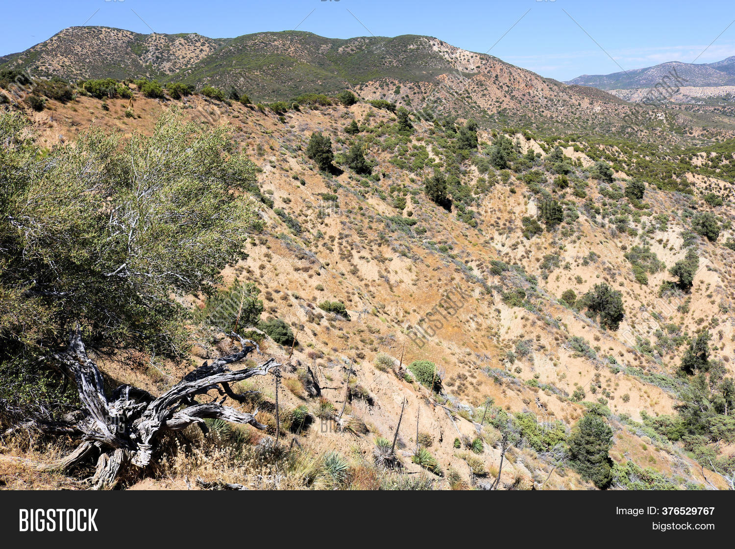 Chaparral Plants On Image & Photo (Free Trial) Bigstock
