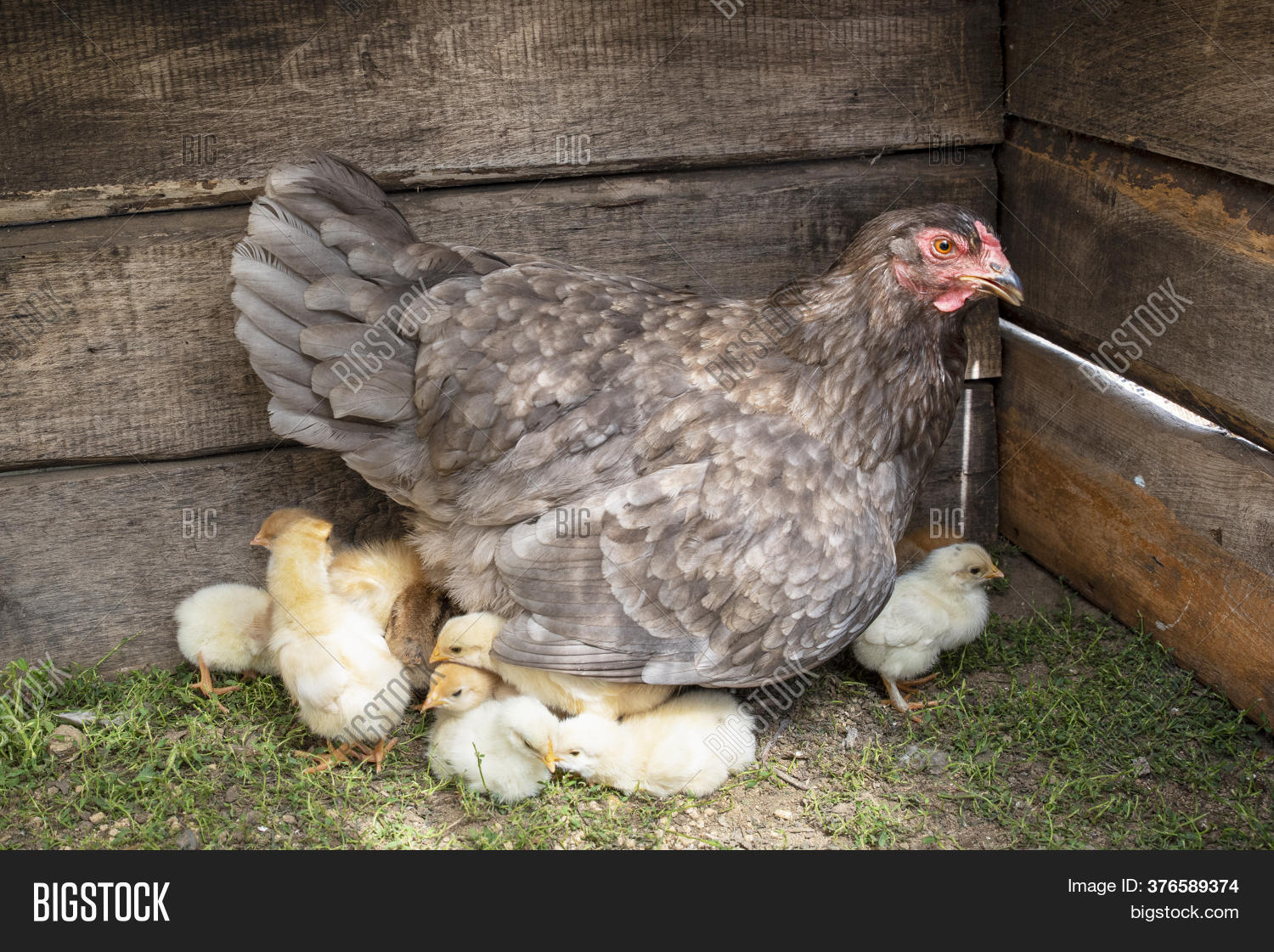 Little Chicks Gray Hen Image & Photo (Free Trial) Bigstock