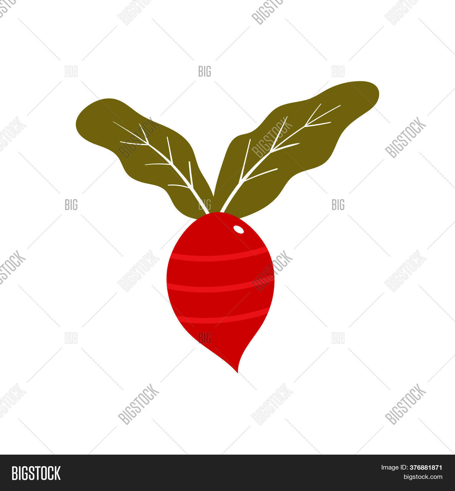 Red Radish Vector Vector & Photo (Free Trial) Bigstock