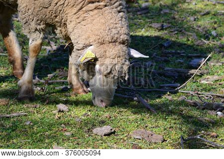 Sheep Grazing On The Outskirts Of The City Of Madrid, On A Winter Day And With Some Cold.
