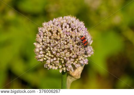 A Trichodes Apiarius Beetle From The Cleridae, Clerinae Family On An Ornamental Allium Growing In Fr