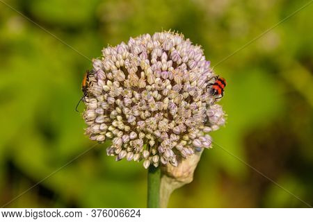 A Trichodes Apiarius Beetle From The Cleridae, Clerinae Family On An Ornamental Allium Growing In Fr