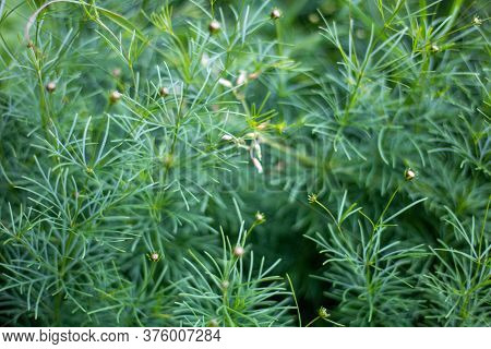 Natural Blurred Background Of Green Garden Plants, Gently Green Pattern.