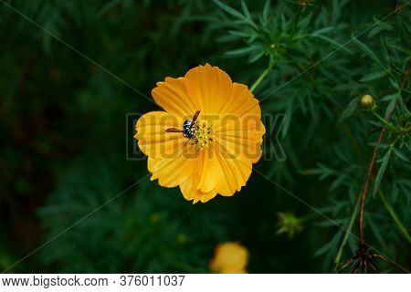 Neon Cuckoo Bee Aka Thyreus Nitidulus Drinking Nectar From A Yellow Cosmos Flower