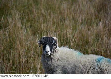 Fantastic Look Into The Face Of A Very Sweet Swaledale Sheep.