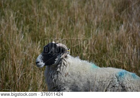 Gorgeous Swaledale Sheep Profile In Very Tall Grass In England.