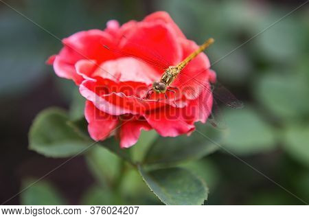 Dragonfly On A Red Rose Close-up. Dragonfly Called Cordulegastridae Sitting On The Red Rose In A Par