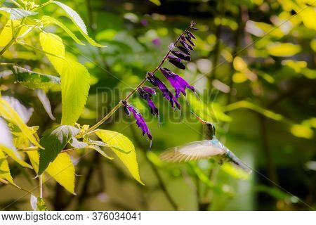 Hummingbird Flying Over The Garden Flowers Daylight