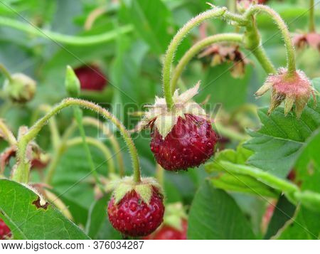 Ripe And Underripe Strawberries On The Tree At The Garden