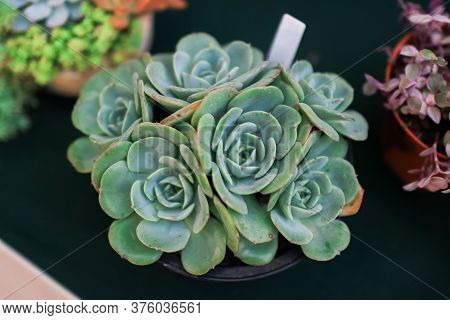 Blooming Succulent Echeveria Elegans Is A Species Of Flowering Plant In The Crassulaceae Family, Nat