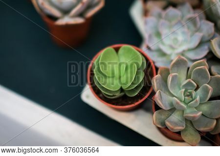 Blooming Succulent Echeveria Elegans Is A Species Of Flowering Plant In The Crassulaceae Family, Nat