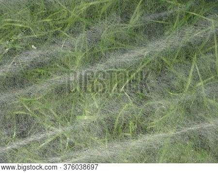 Abstract Blurred Background Grass Under Cover Material, Sprouts Of Young Green Grass Under Nonwoven 