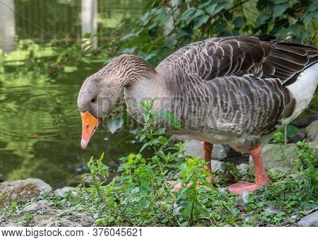 The Wild Greylag Goose Walks Along The Green Shore Of The Pond. The Greylag Goose Anser Anser Is A S