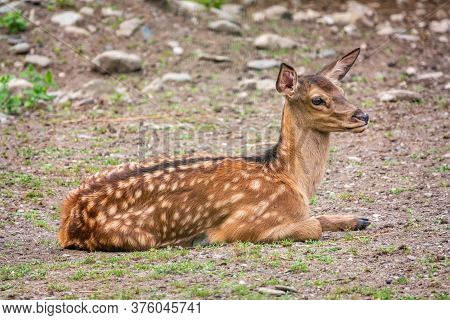 A Young Sika Deer Lying On The Ground And Grass. The Sika Deer, Cervus Nippon, Also Known As The Spo