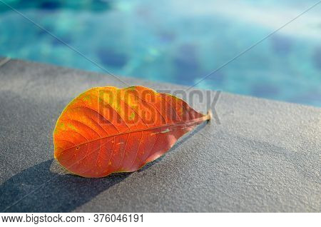 The Orange Leaves By The Pool Have Shadows On A Natural Background.