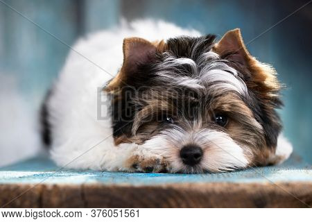 puppy dog Biewer Yorkshire Terrier