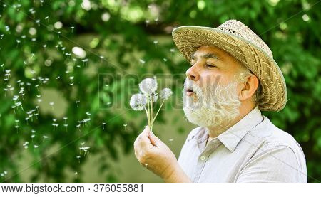 Lonely Grandpa Blowing Dandelion Seeds In Park. Mental Health. Peace Of Mind. Peacefulness. Tranquil