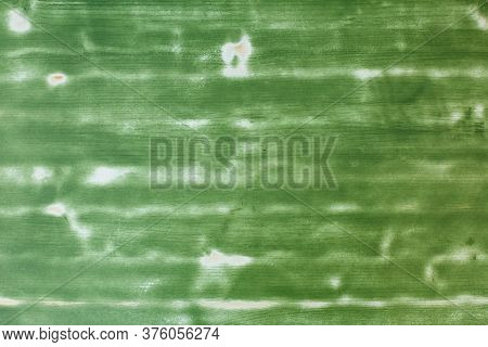 Natural Warm Green Mordant Oil Painted Wood Board Wall Floor. House Reparation, Housework Exterior A