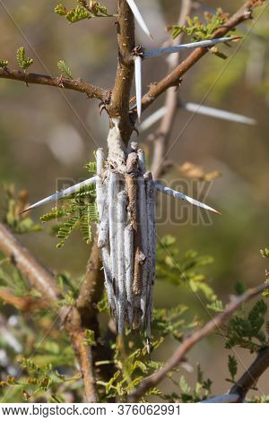 Bagworm Moth Case In The Family Lepidoptera Closeup Hanging On A Thorn Tree In South Africa