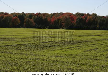 grünen Feld