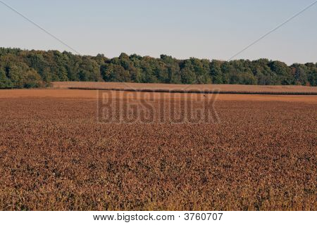 laufende Hirsch