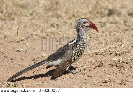 Southern Red-billed Hornbill (tockus Rufirostris) Foraging On The Ground For Insects In South Africa