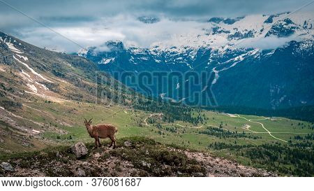 Steinbocks In The Julian Alps
