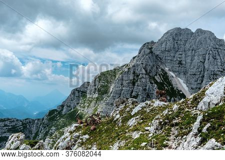Steinbocks In The Julian Alps