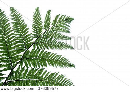 Tropical Fern Leaves On White Isolated Background For Green Foliage Backdrop And Copy Space