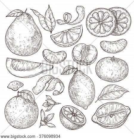 Citrus Fruits Sketch. Hand Drawn Orange Mandarin Pomelo, Isolated Tropical Juicy Plants. Vintage Lem