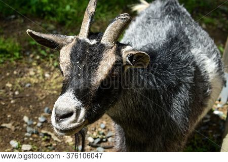 Goat. Portrait Of A Goat On A Farm In The Village. Beautiful Goat Posing.