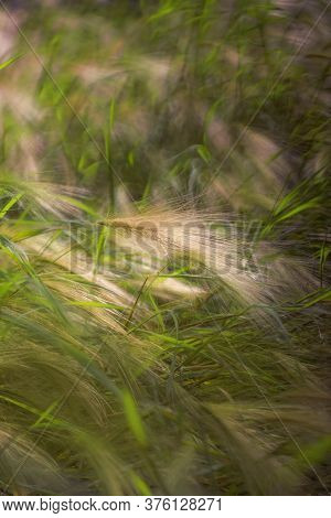 Decorative Barley Spikes. Fluffy Ears Of Cereals Close-up. Agricultural Background. Growing Ornament