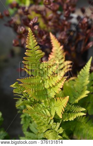 Autumn Fern - Latin Name - Dryopteris Erythrosora