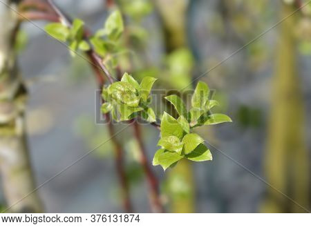 Kilmarnock Willow - Latin Name - Salix Caprea Kilmarnock