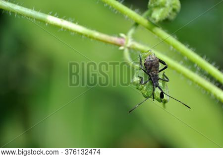 The Young Squash Bug Anasa Tristis On Leaf Image Stock