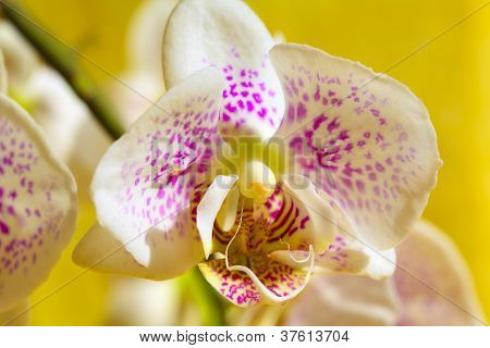 Orchidej květina