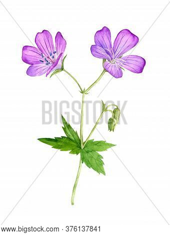 Watercolor Drawing Meadow Geraniumflowers , Geranium Pratense , Isolated Floral Element At White Bac